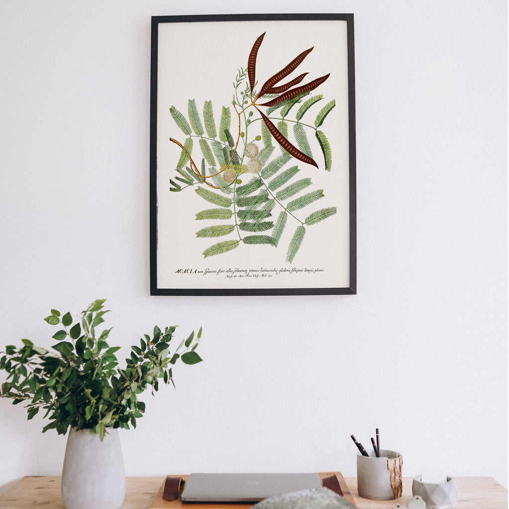 Affiche Vintage Représentant Un Olivier Dans Un Vase, Toile