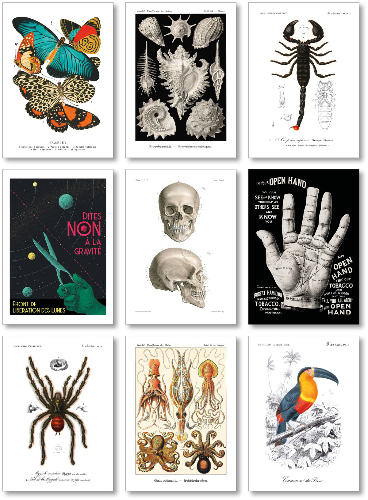 Collection "Audace Noire" - 9 CP