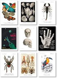 Collection "Audace Noire" - 9 CP