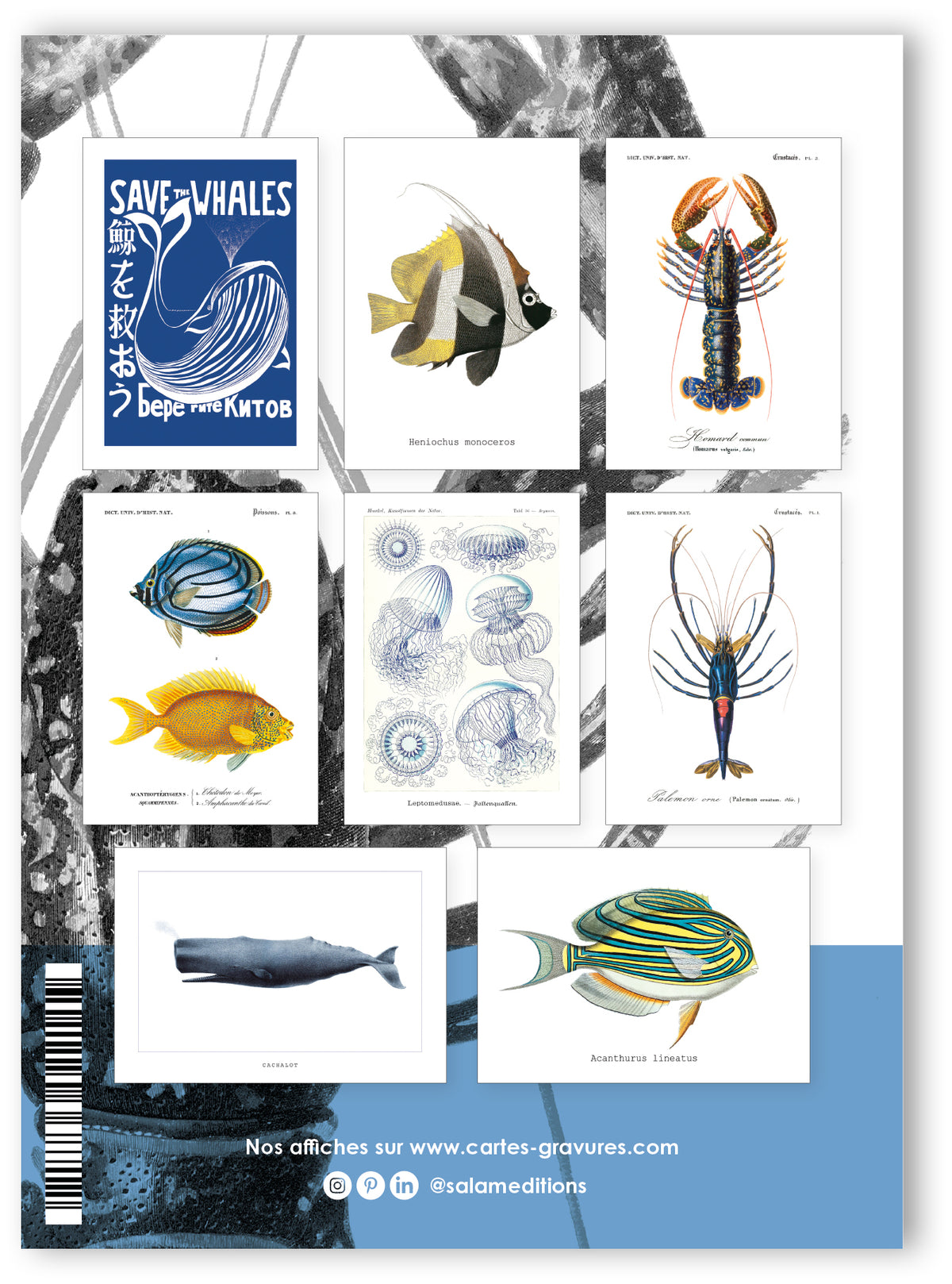 Collection "Aquatique" - 8 CP