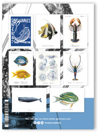 Collection "Aquatique" - 8 CP