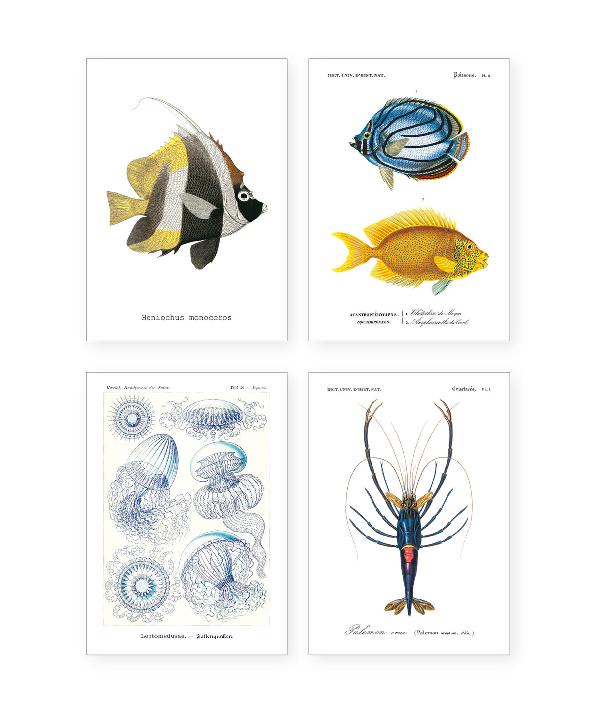 Collection "Aquatique" - 8 CP