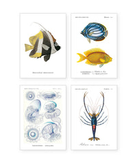 Collection "Aquatique" - 8 CP