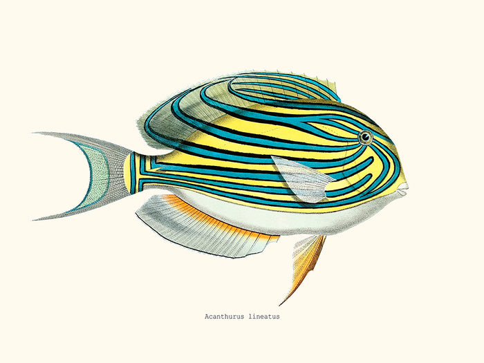 Acanthurus lineatus