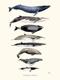 Baleines à fanons de Sophie Bataille
