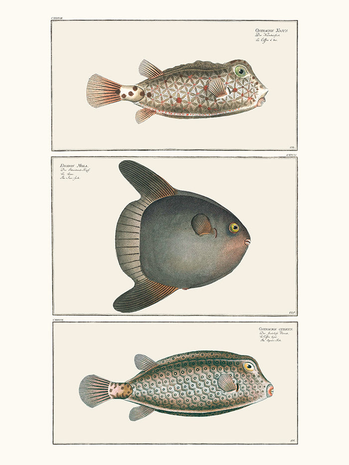 Cabinet de curiosités ichtyologique 2