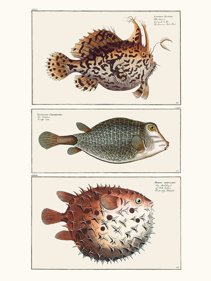 Cabinet de curiosités ichtyologique 3