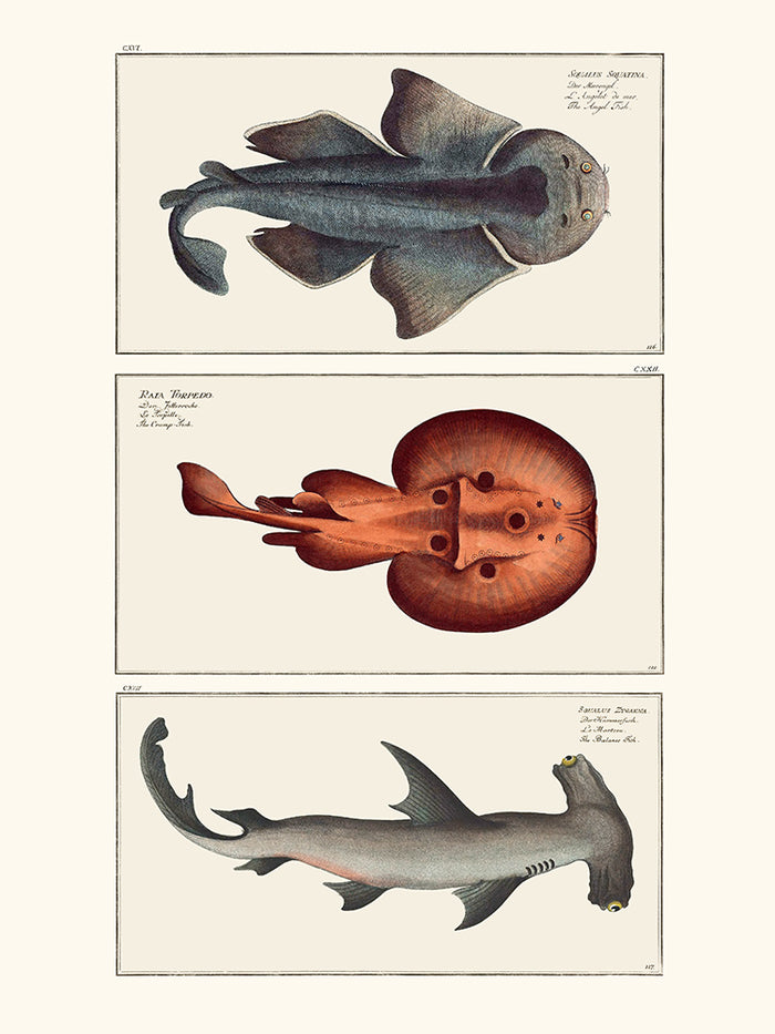 Cabinet de curiosités ichtyologique 1