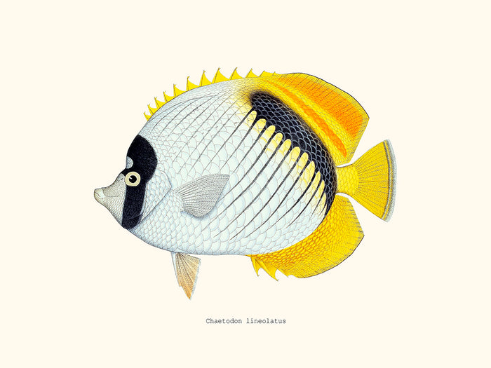 Chaetodon lineolatus