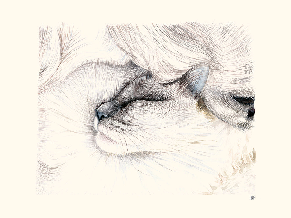 Chat par Hélène Monfort