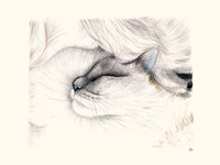 Chat par Hélène Monfort