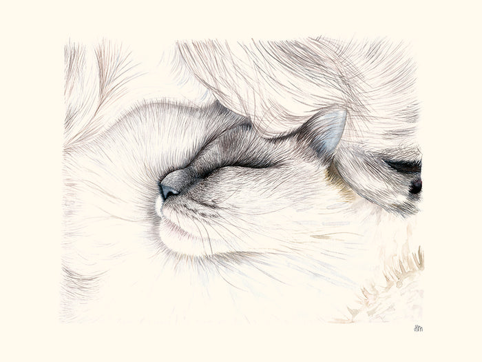 Chat par Hélène Monfort