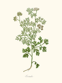 Coriander - Coriande