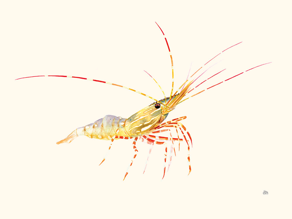 Crevette par Hélène Monfort