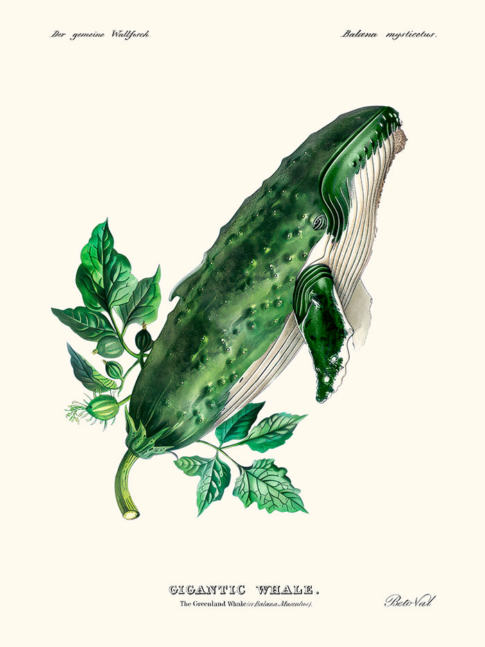 Cucumber whale de Béto Val