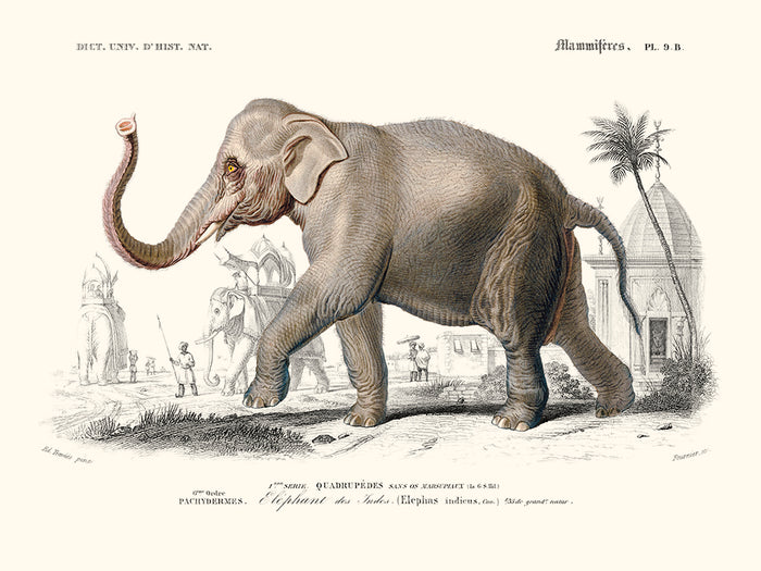 Éléphant