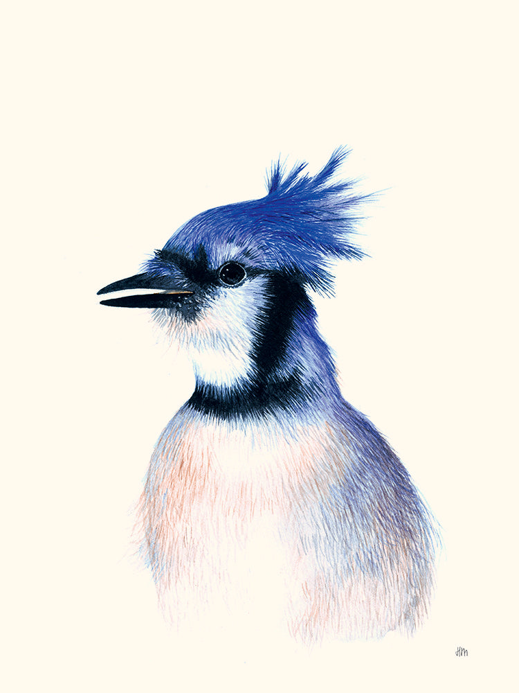 Geais Bleu par Hélène Monfort