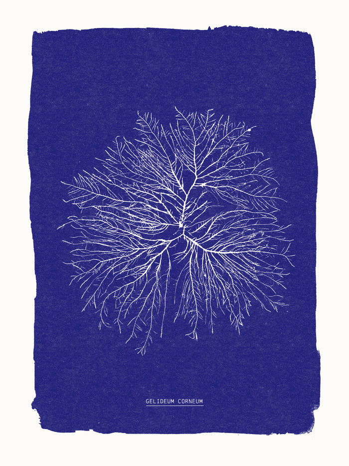 Riso -Cyanotype algues Gelideum corneum