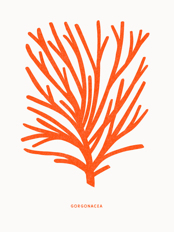 Riso -Les coraux riso - Gorgone verruqueuse