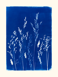 Graminées par les Papiers Bleus