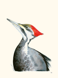 Grand Pic par Hélène Monfort