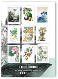 Collection "Herboriste" - 9 CP