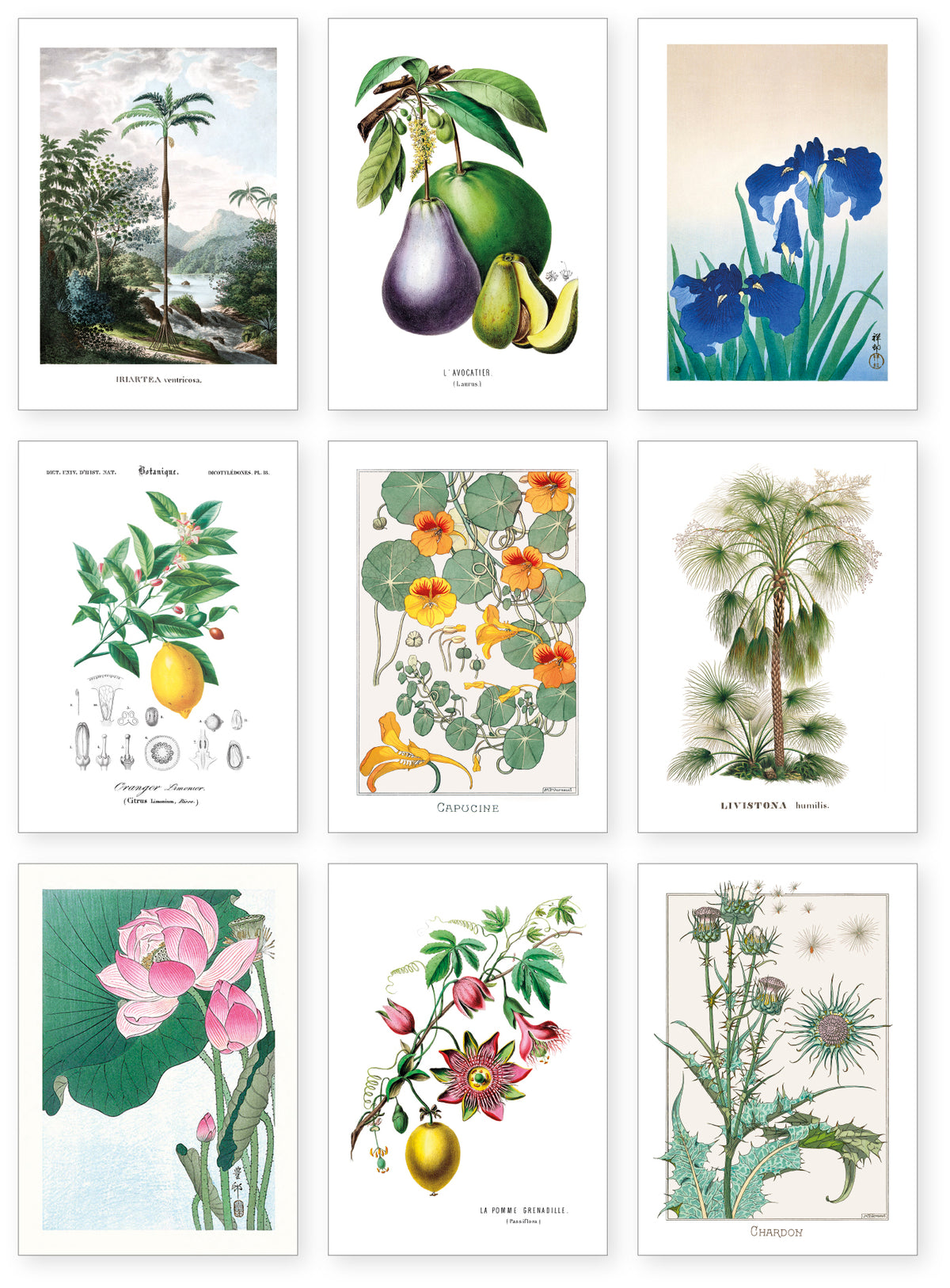 Collection "Herboriste" - 9 CP