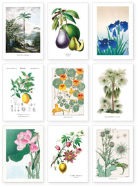 Collection "Herboriste" - 9 CP