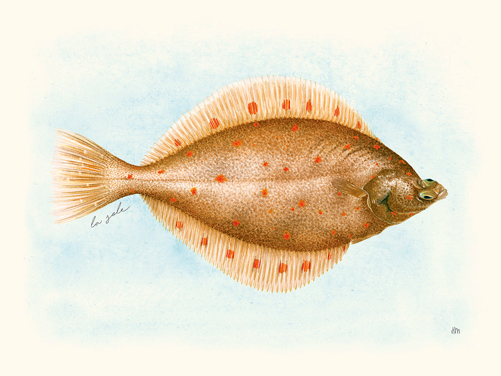 La Sole par Hélène Monfort