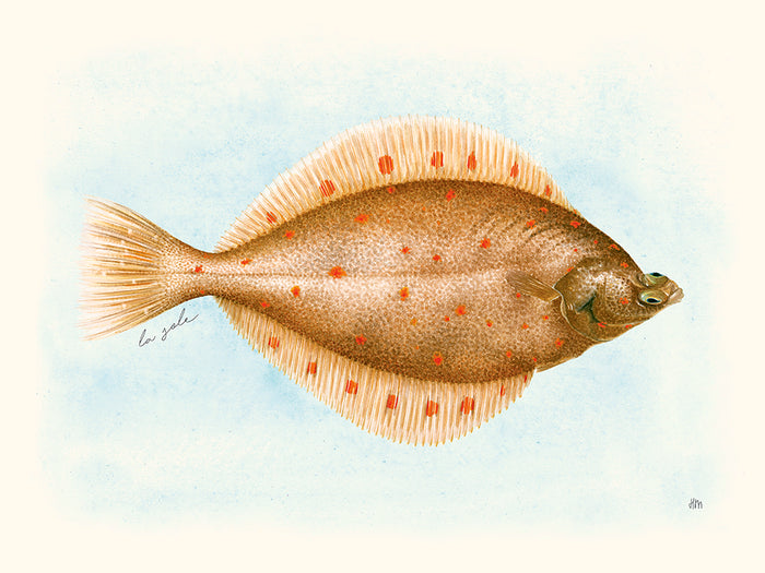 La Sole par Hélène Monfort