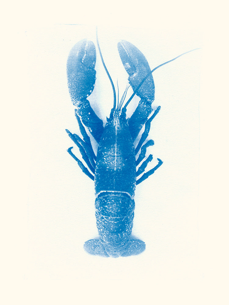 Homard par Les Papiers Bleus
