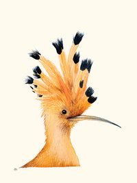 Huppe par Hélène Monfort