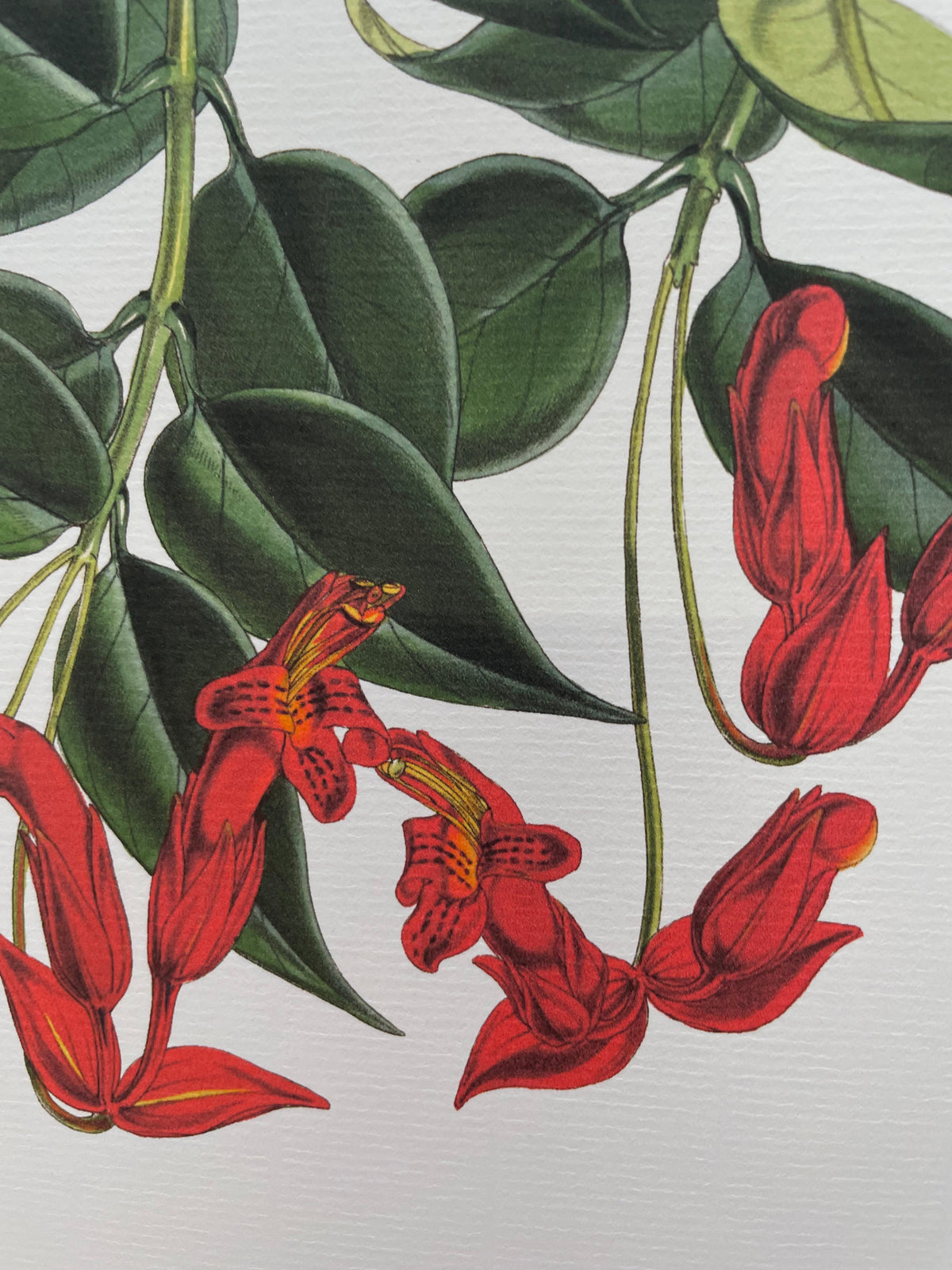 Aeschynanthus Peelii - Illustration of Himalayan plants (Plate XVII)