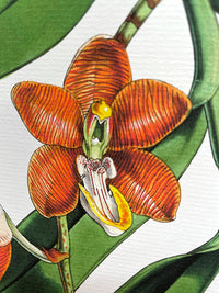 Vanda Cathcarti - Illustration of Himalayan plants (Plate XXIII)