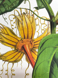 Hodgsonia Heteroclita - Illustration of Himalayan plants (Plate II)