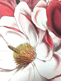 Magnolia Cambellii - Illustration of Himalayan plants (Plate IV)
