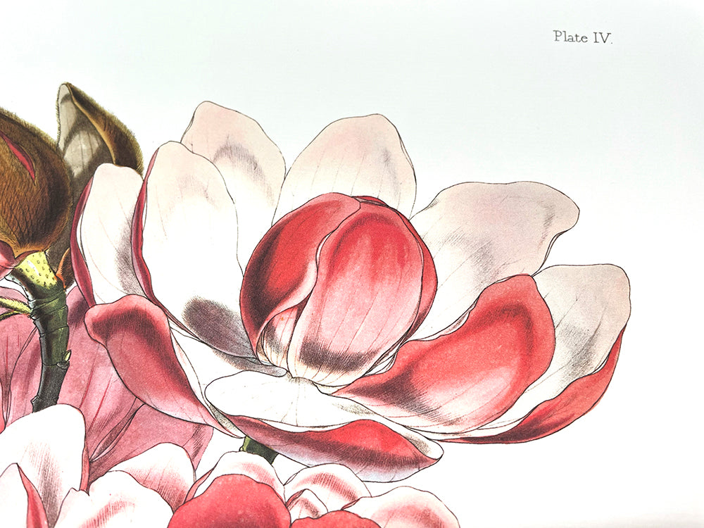 Magnolia Cambellii - Illustration of Himalayan plants (Plate IV)