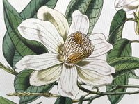 Michelia Cathcarti - Illustration of Himalayan plants (Plate VII)