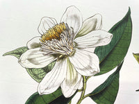 Michelia Cathcarti - Illustration of Himalayan plants (Plate VII)
