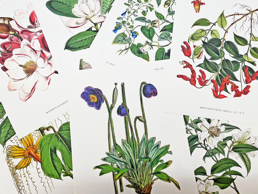 Meconopsis Simplicifolia - Illustration of Himalayan plants (Plate VIII)