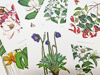 Meconopsis Simplicifolia - Illustration of Himalayan plants (Plate VIII)