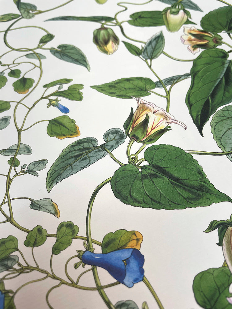 Codonopsis - Illustration of Himalayan plants (Plate XVI)