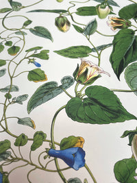 Codonopsis - Illustration of Himalayan plants (Plate XVI)