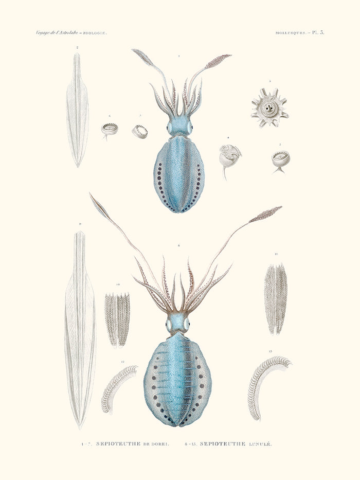 Sépioteuthe de Dorei - Mollusques PL3 - L'Astrolabe