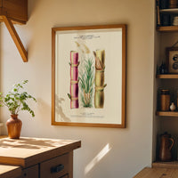 La canne à sucre - Flore d'Amérique