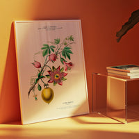 La pomme grenadille - Flore d'Amérique