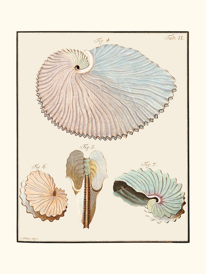 Le Nautille papyracé