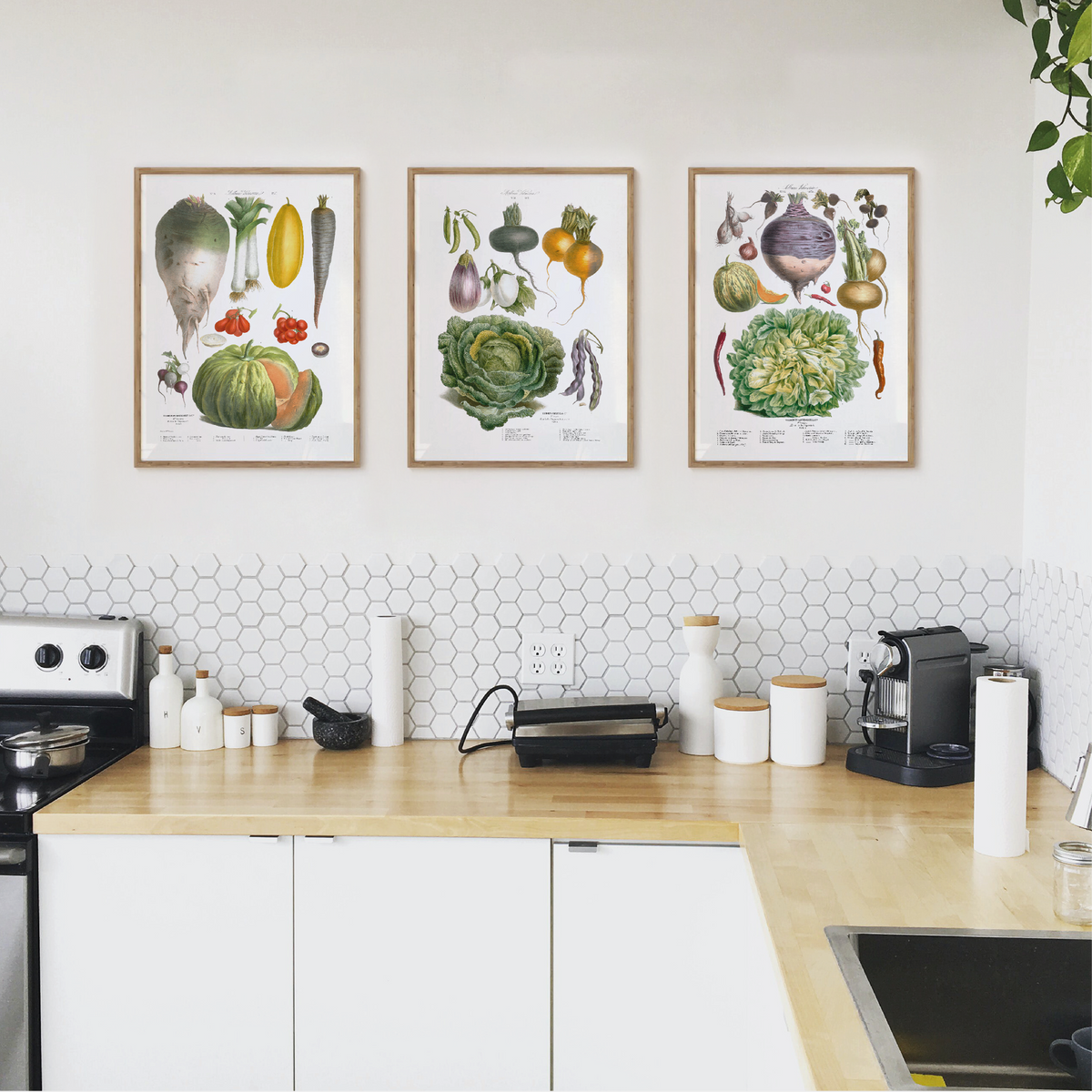 Légumes anciens Vilmorin N21 Choux