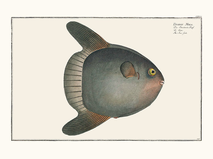 Le poisson Lune