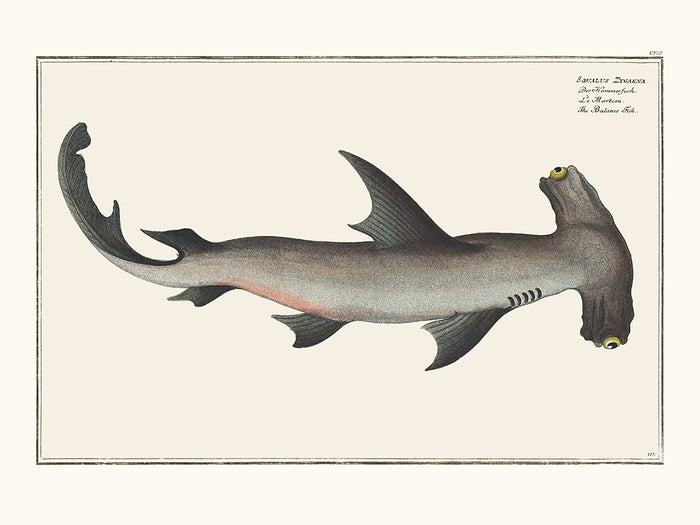 Le requin Marteau